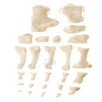 Foot Bone Model